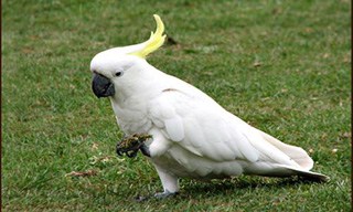 29-Bird-Lesser-Sulphur-crested-Cockatoo