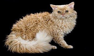 Selkirk Rex