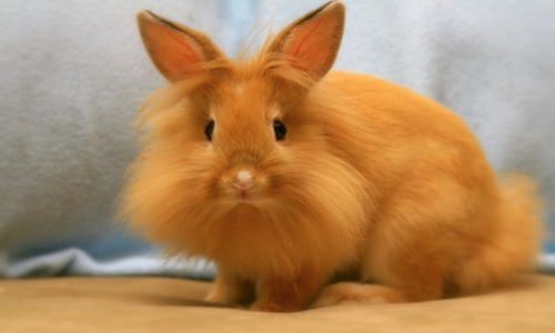 orange rabbit