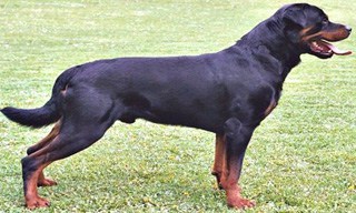 30-Dog-Rottweiler_mini