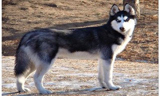 32-Dog-Siberian-Husky_mini