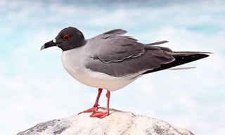 33-Bird-Swallow-tailed-Gull