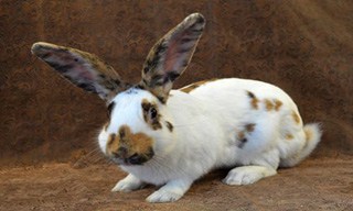 33-Rabbit-Rhinelander