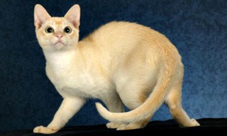 Tonkinese