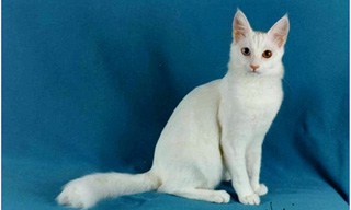 Turkish Angora