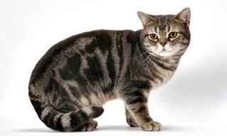 American Shorthair