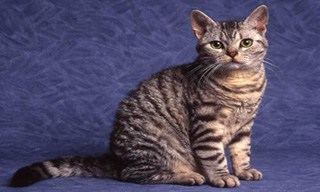 American Wirehair