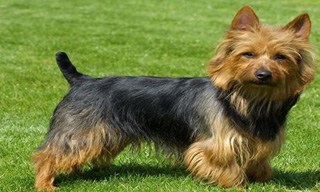 Australian Terrier