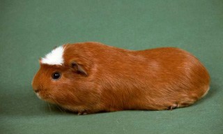 5-Guinea-Pig-American-Crested