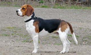 6-Dog-Beagle_mini