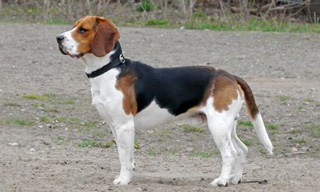 Beagle