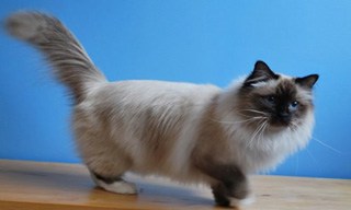 Birman