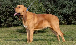 8-Dog-Bloodhound_mini