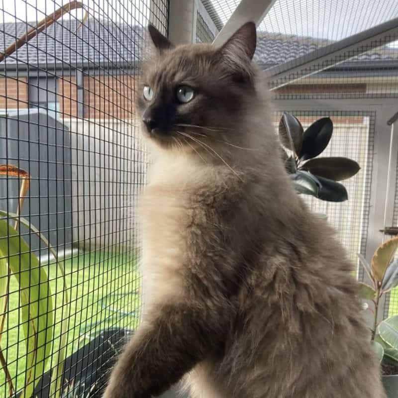Starting Your Own Cattery at Home