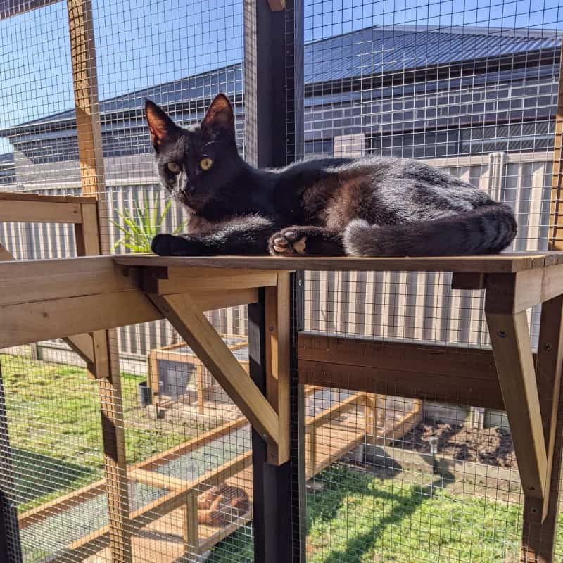 Starting Your Own Cattery from Home