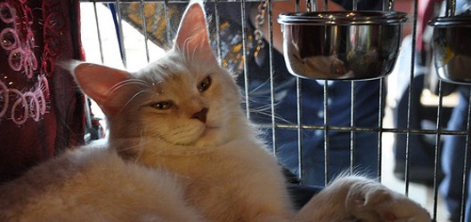 cat in cage Babecoon flickr