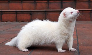 white ferret