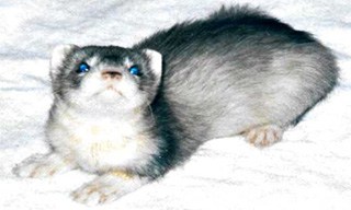 Ferret Breeds 