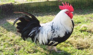 14-Chicken-Dorking-Cock