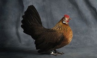 15-Chicken-Dutch-Bantam