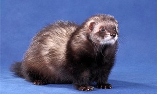 2-Ferret-Black-Sable_mini