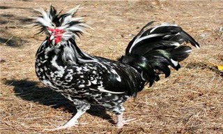 22-Chicken-Houdan