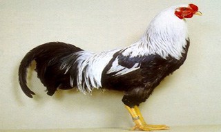 25-Chicken-Kraienkoppe