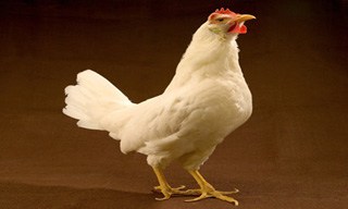 27-Chicken-Leghorn