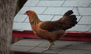 3 Chicken Araucana