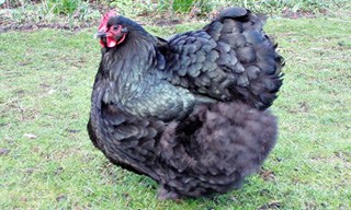 31-Chicken-Orpington