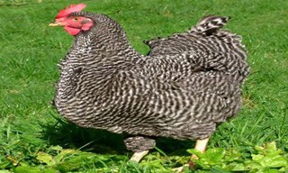 33-Chicken-Plymouth-Rock