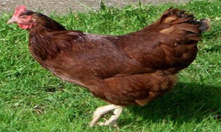34-Chicken-Rhode-Island-Red