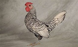 35-Chicken-Sebright-Bantam
