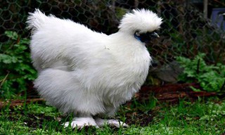 37-Chicken-Silkie