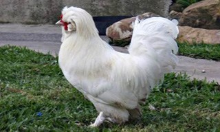 38-Chicken-Sultan