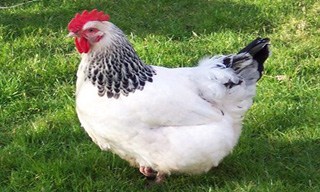 39-Chicken-Sussex