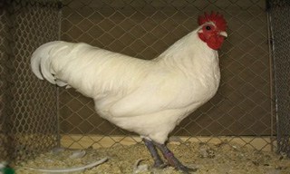 4-Chicken-Australorp