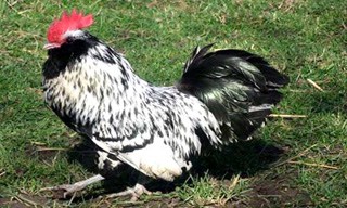 40-Chicken-Thuringian