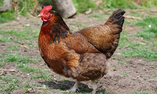 42-Chicken-Welsummer