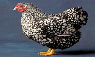 43-Chicken-Wyandotte