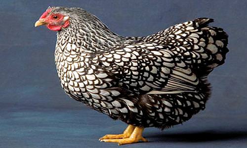 Austra White - White Egg Laying Chickens for Sale