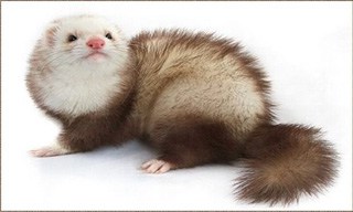 different breeds of ferrets