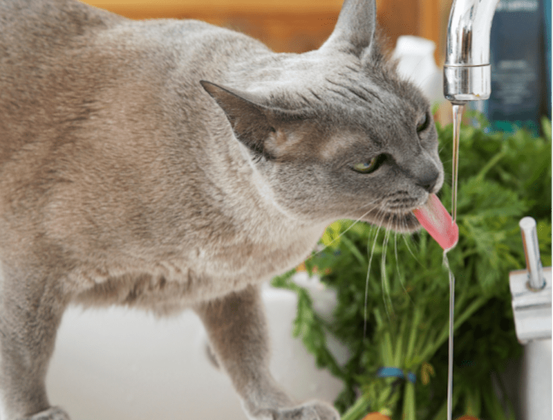 Cats Drinking From Taps