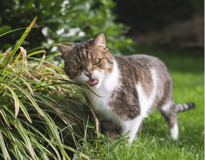 Eating Grass