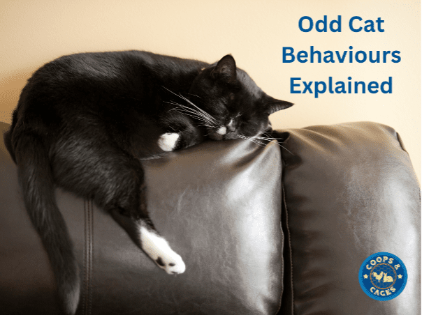 Odd Cat Behaviours Explained