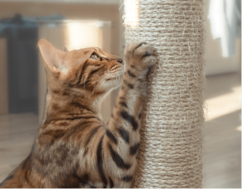 Scratching Posts