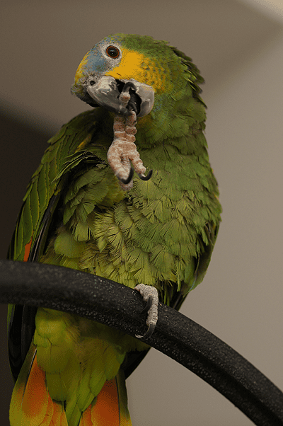 amazon parrot - Papooga - flickr