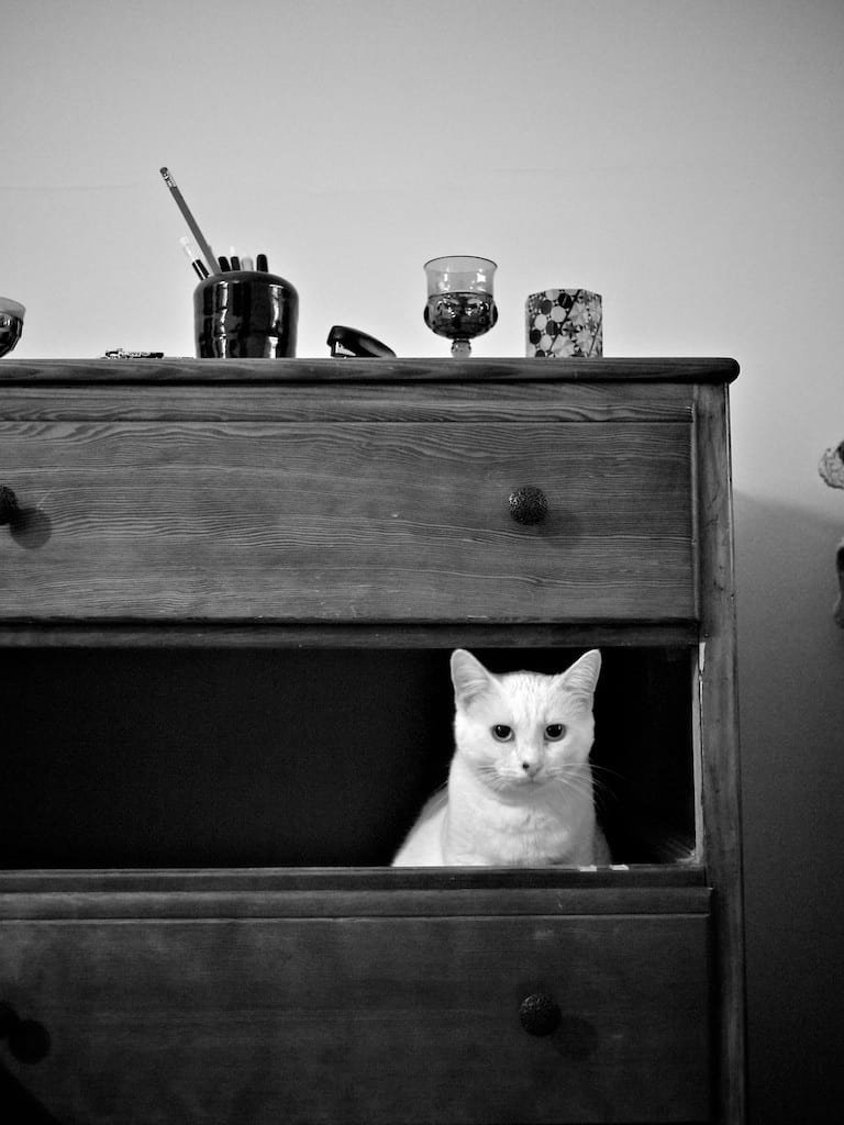 cat in drawer - -miguelito - Flickr