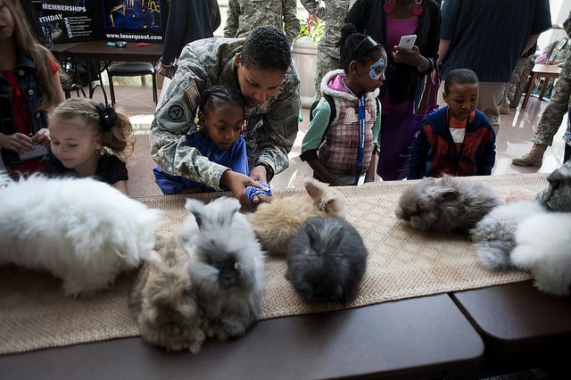 Pets - The National Guard - Flickr