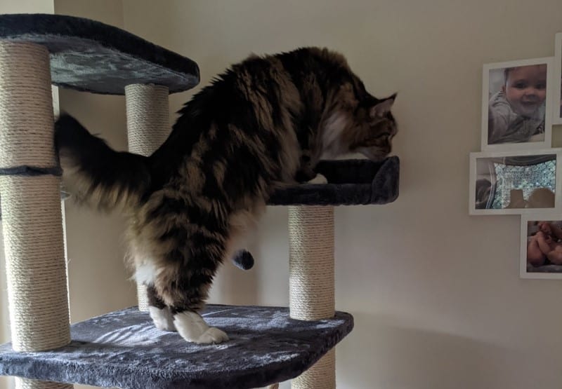 Maine Coons have a long coat that is prone to tangles and shedding